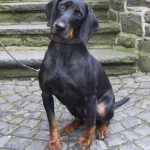 Raza de Perro Black and tan coonhound - Información completa