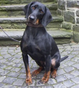 Raza de Perro Black and tan coonhound - Información completa