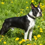 Raza de Perro Boston terrier- Información completa