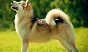 Raza de Perro Buhund noruego - Información completa