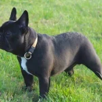 Raza de Perro Bulldog francés - Información