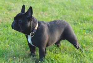 Raza de Perro Bulldog francés - Información