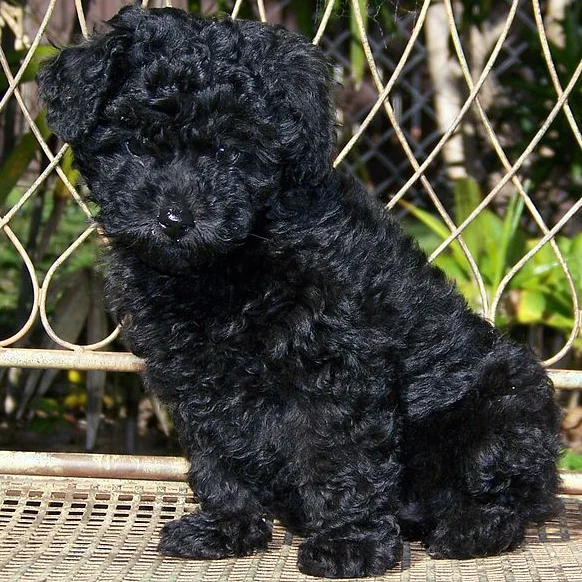Raza de Perro Caniche enano - Características, Información