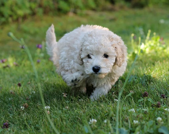 Raza de Perro Caniche enano, caniche pequeño y poodle mini