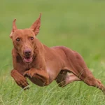 Raza de Perro Cirneco del Etna - Información Completa