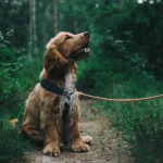 Raza de Perro Cocker spaniel inglés - Información Completa