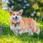 Raza de Perro Corgi galés de Pembroke - Información