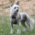 Raza de Perro Crestado chino - Características y Información