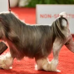 Raza de Perro Löwchen - Características y Información