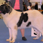 Raza de Perro Mastín del Pirineo - Características, Información