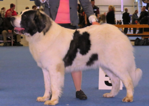 Raza de Perro Mastín del Pirineo - Características, Información
