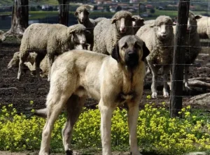 Raza de Perro Mastín español