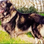 Raza de Perro Pastor Yugoslavo