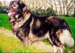 Raza de Perro Pastor Yugoslavo