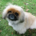 Raza de Perro Pequinés - Características y Información