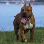 Raza de Perro Pit bull terrier americano - Información