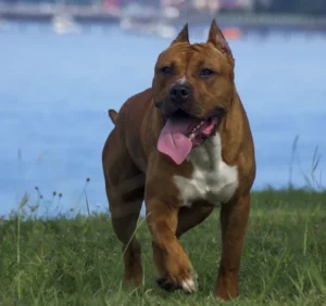 Raza de Perro Pit bull terrier americano - Información