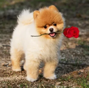 Raza de Perro Pomerania - Información completa, precios