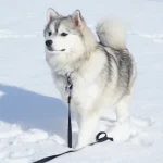 Raza de Perro Pomsky - Características, Cuidados y información