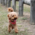 Raza de Perro Poodle toy - Características, Precios y Información