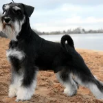 Raza de Perro Schnauzer Miniatura - Características y info