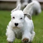 Raza de Perro Sealyham Terrier - Características, Información