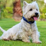 Raza de Perro Silky Terrier australiano - Características y Información