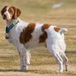 Raza de Perro Spaniel bretón - Información Completa