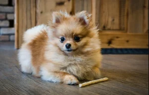 Raza de Perro Spitz Alemán Mediano - Información Completa