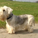 Raza de Perro Terrier checo - Características y Personalidad