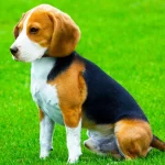 Raza de perro Beagle - Características, Precios
