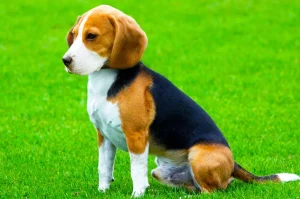 Raza de perro Beagle - Características, Precios