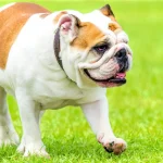 Raza de perro Bulldog inglés - Características, precios
