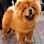 Raza de perro Chow chow - Características, precios