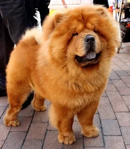 Raza de perro Chow chow - Características, precios