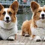 Raza de perro Corgi Galés Cárdigan - Información Completa