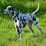 Raza de perro Dálmata - Información