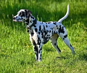 Raza de perro Dálmata - Información