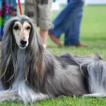 Raza de perro Lebrel afgano - Características, Información
