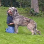 Raza de perro Lobero irlandés