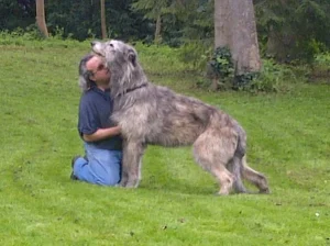 Raza de perro Lobero irlandés