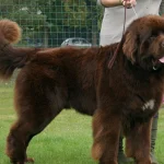 Raza de perro Terranova de color marrón