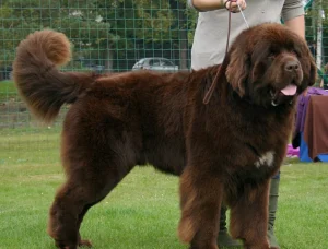 Raza de perro Terranova de color marrón