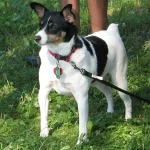 Raza de perro toy terrier americano - Descripción y Cuidados