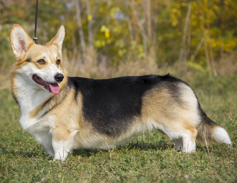Welsh Pembroke Corgi tricolor