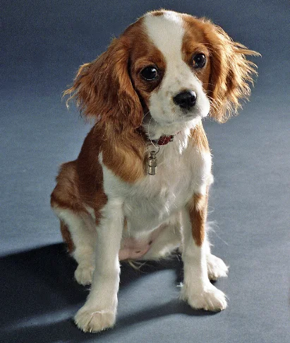 perro Cavalier King Charles spaniel