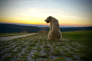 perro Lobero irlandés sentado viendo el atardecer