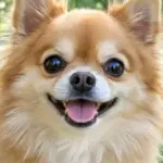 Los Mejores Nombres para perros machos pequeños: 100 Ideas Originales
