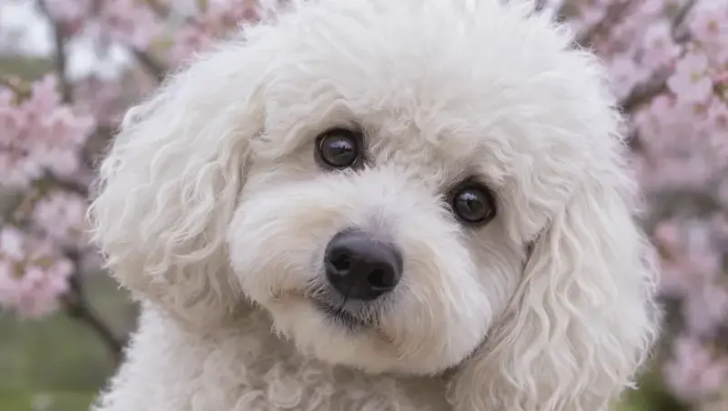 Cachorra esponjosa con flores de cerezo, representando nombres japoneses para perros hembras y su significado.