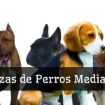 15 razas de perros medianos populares - Imagen, Características